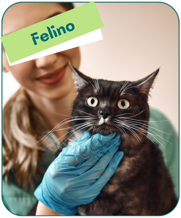 veterinaria en mejorada del campo plan de salud felino