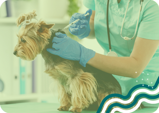 Servicios medicina preventiva veterinaria Mejorada